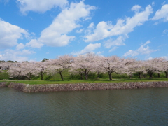 sakura