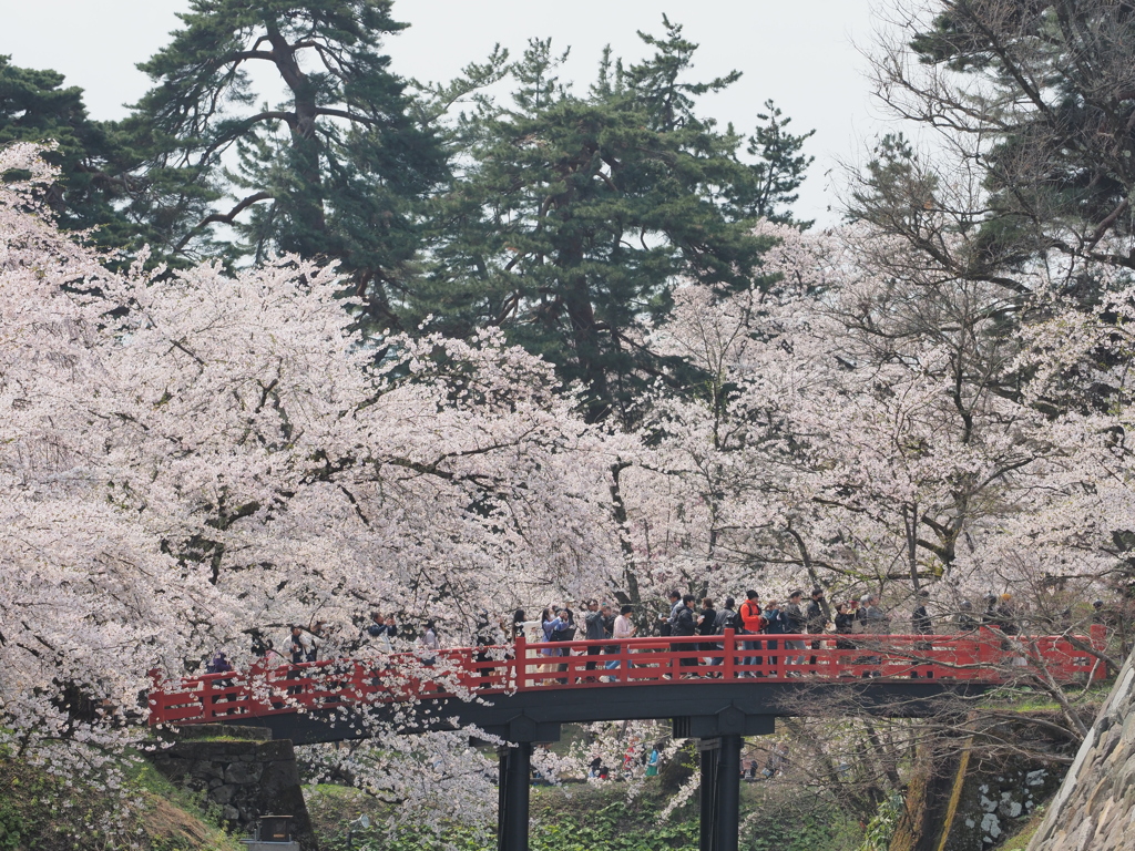 桜・下乗橋