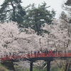 桜・下乗橋