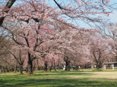 桜咲く