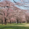 桜咲く