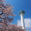 桜満開