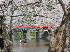 桜と橋と舟と