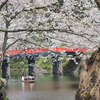 桜と橋と舟と