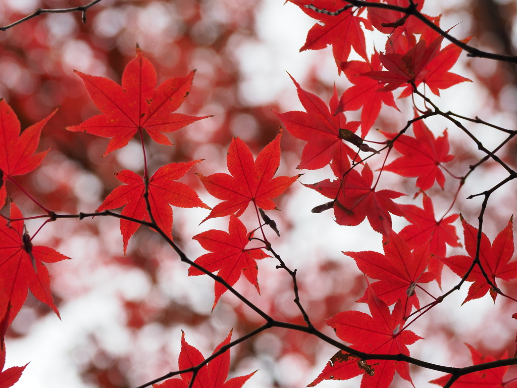 紅々と