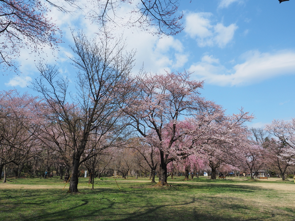 桜さきましたね‼