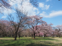 桜さきましたね‼