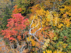 紅葉