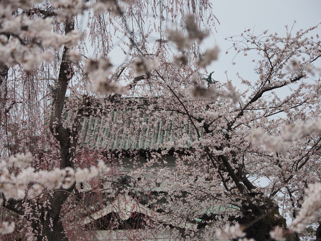 花吹雪