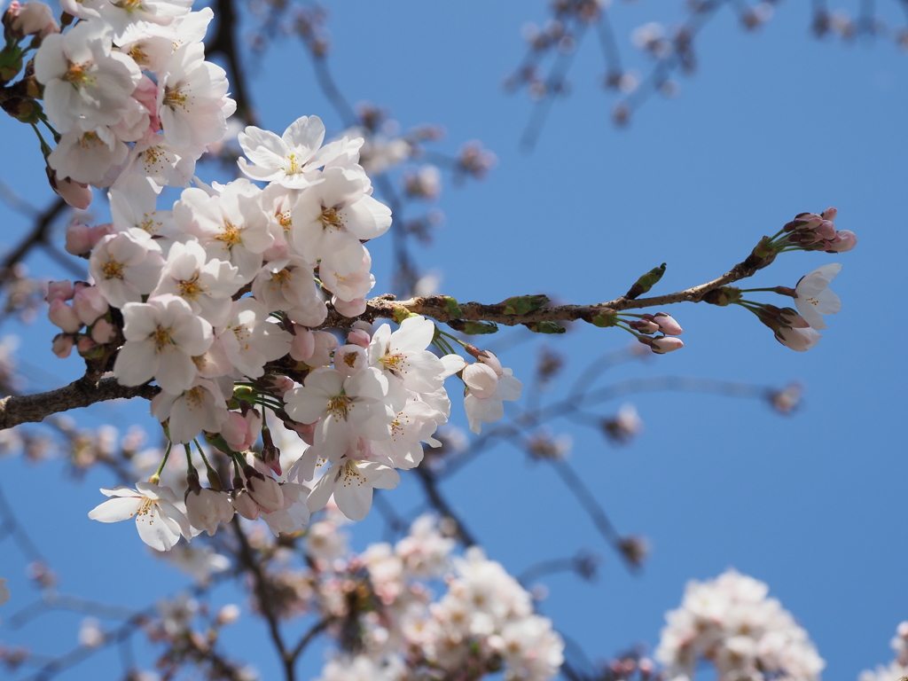 桜花