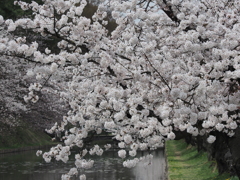 外濠の桜