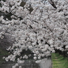 外濠の桜