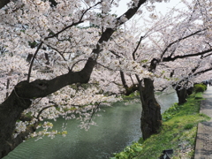 濠と桜