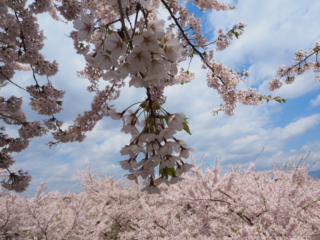 桜満開