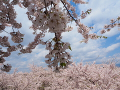 桜満開