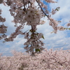 桜満開