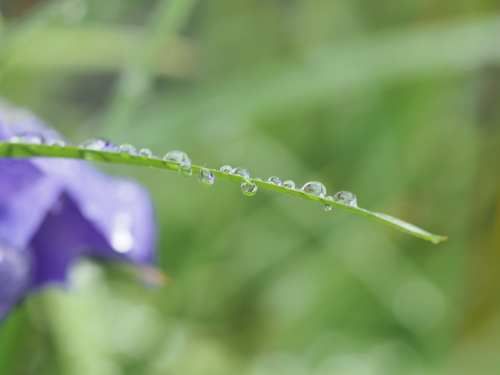 雨、翌朝