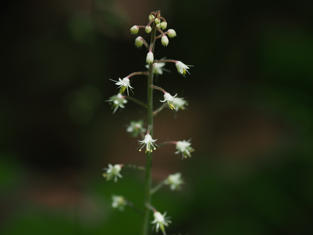 小さな花