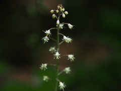 小さな花