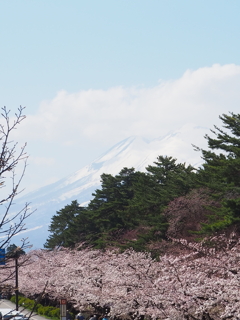 山と桜