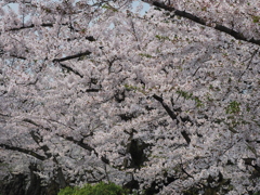 桜色