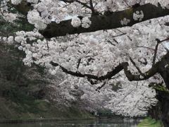 外濠の桜1