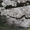 外濠の桜1