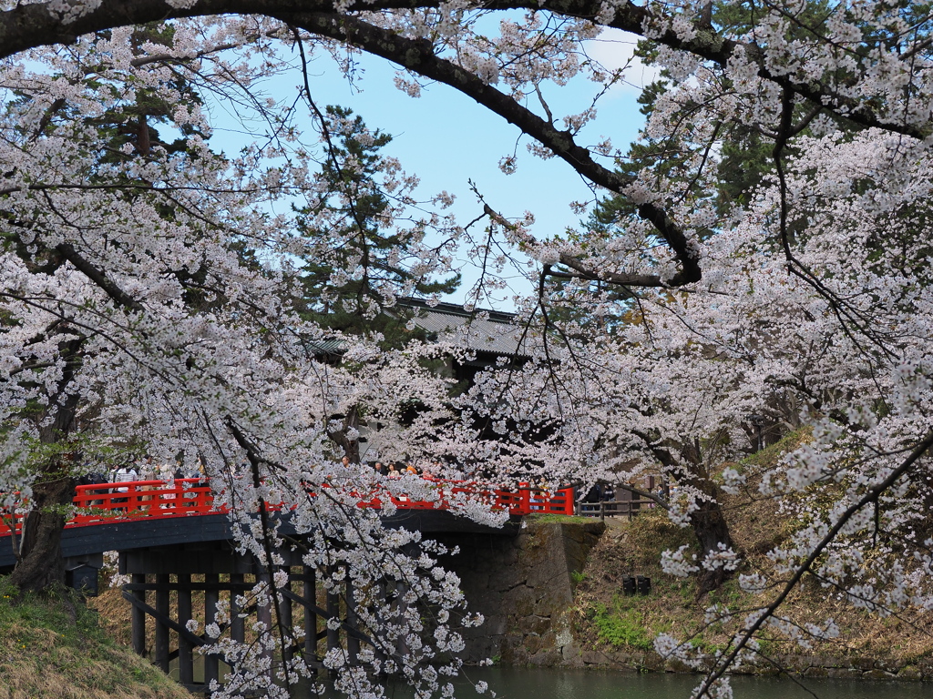 南内門と桜