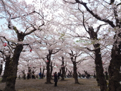 桜の下で
