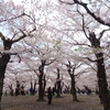 桜の下で