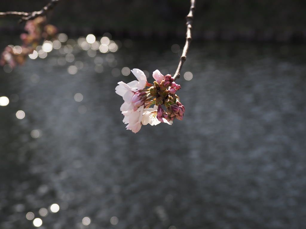 桜・開花