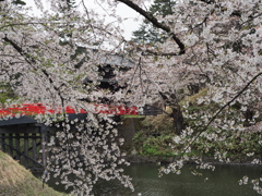 桜・南内門と杉の大橋