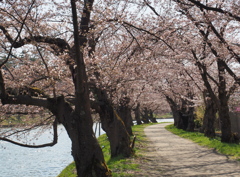 桜咲きましたね！