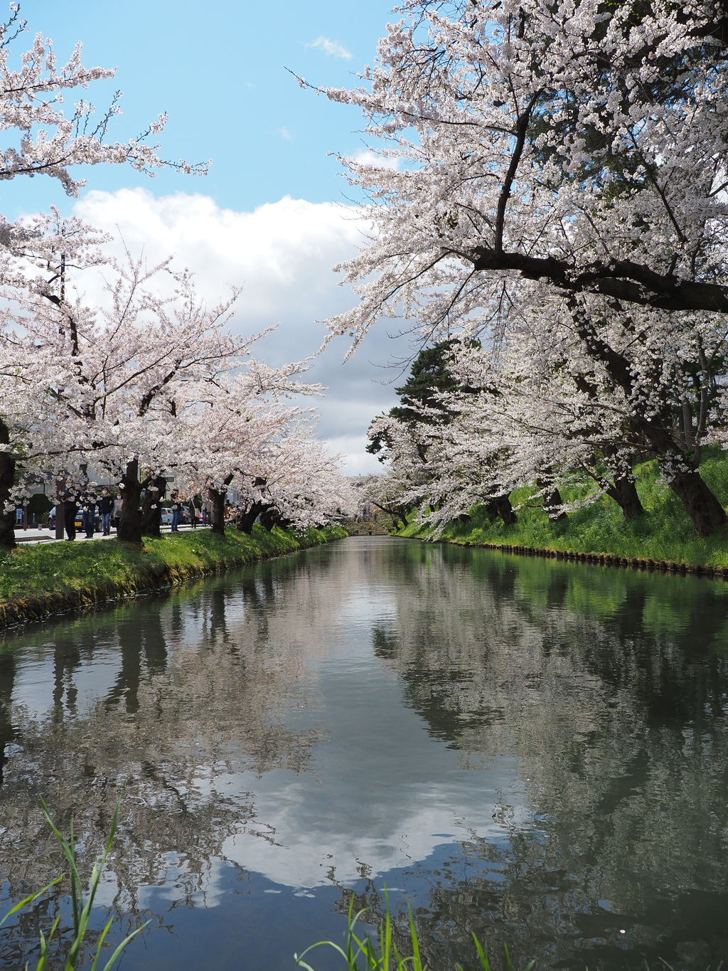 桜花と濠