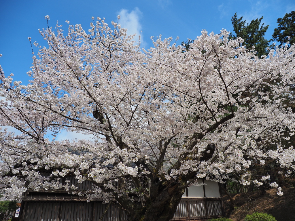 長寿の桜