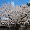 長寿の桜