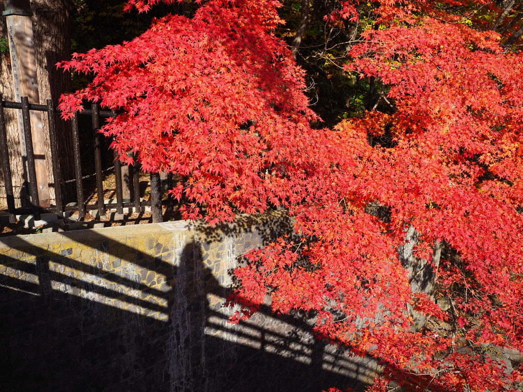 紅葉と影