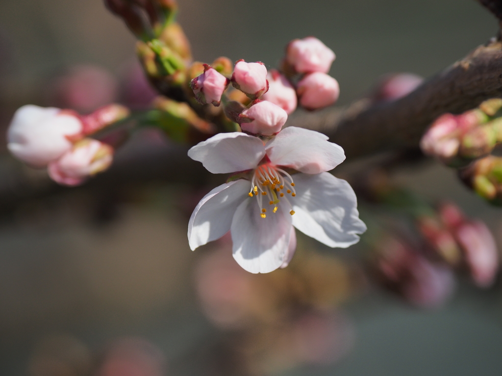 開花