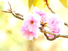 桜の季節も、、