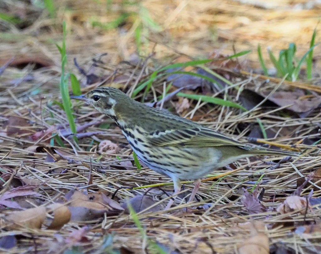 斜面で捜し物中