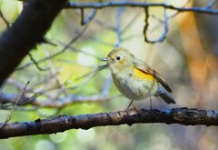 若か、姫か？