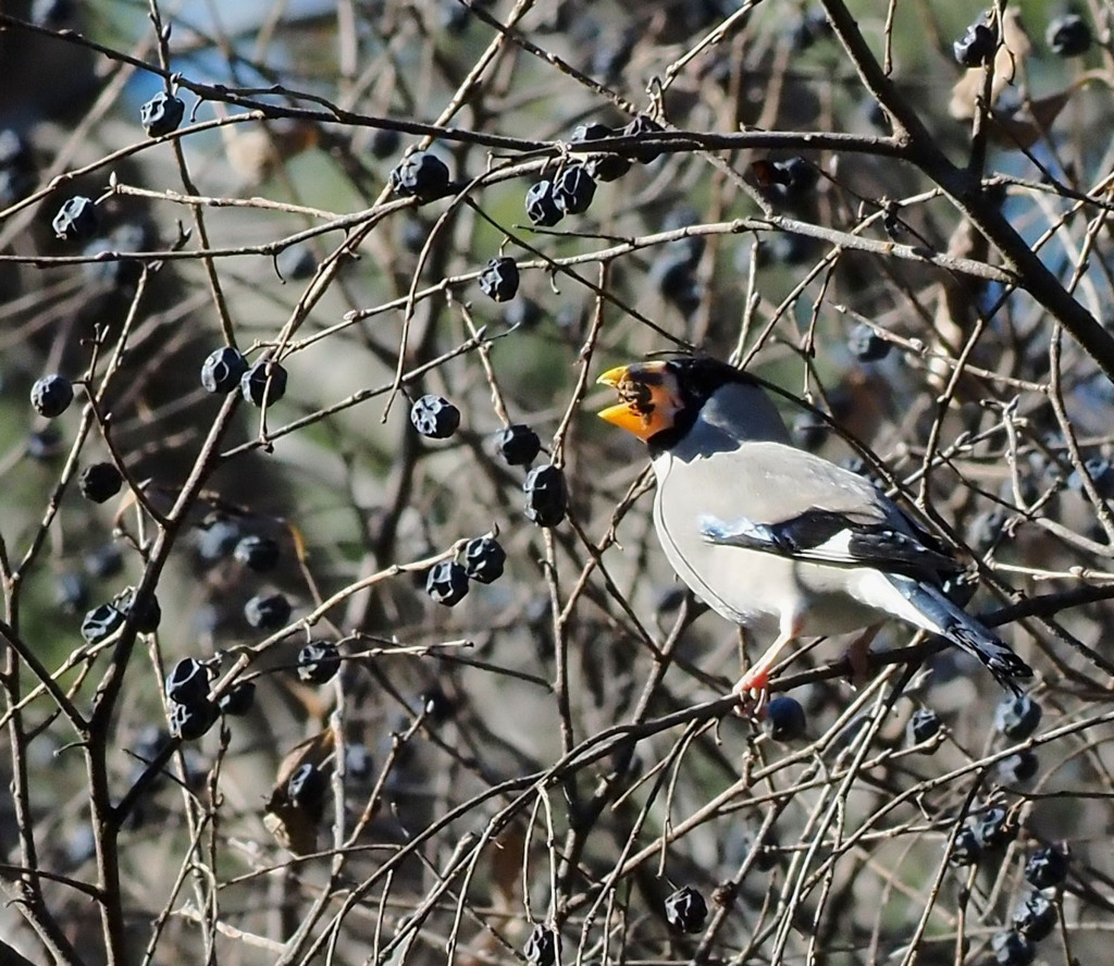 独り占め独り占め