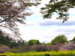 昭和記念公園