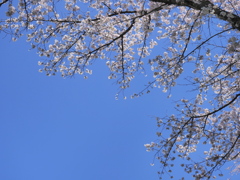 桜、、には青空
