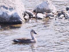 川縁をあるいて、、。