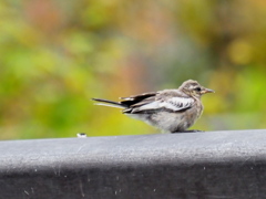 ハクセキレイの幼鳥