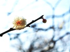 白梅