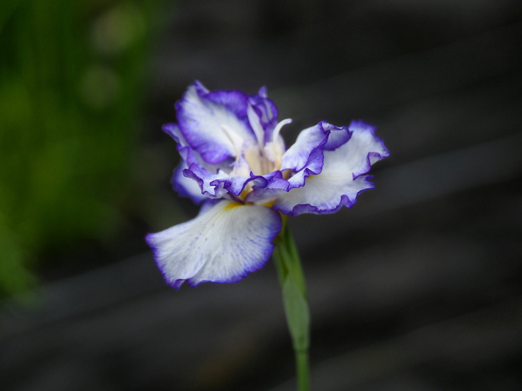 花菖蒲