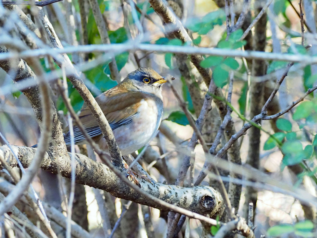 ポッコリおなかのシロハラ君