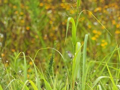 広～い野っ原に